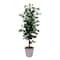 5.5ft. Artificial Ficus Double Stalk Tree in Hexagon Metal Planter